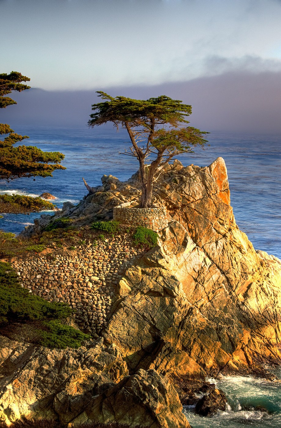 The Lone Cypress on its rocky promontory beside 17-Mile Drive, California